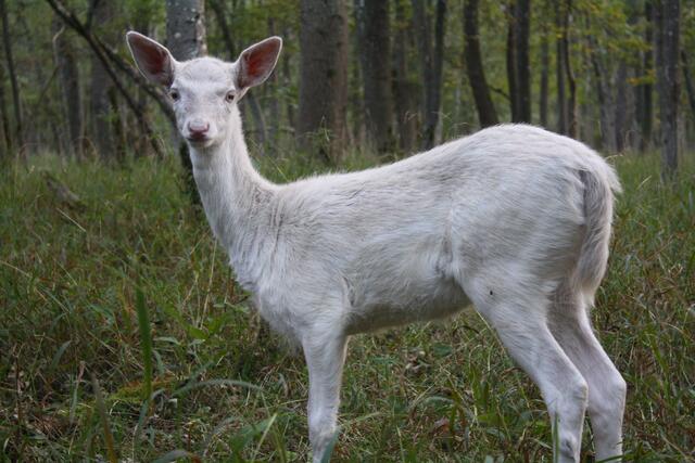 Ich nenne es ,,Schneeweißchen".