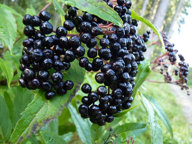 Holunderbeeren