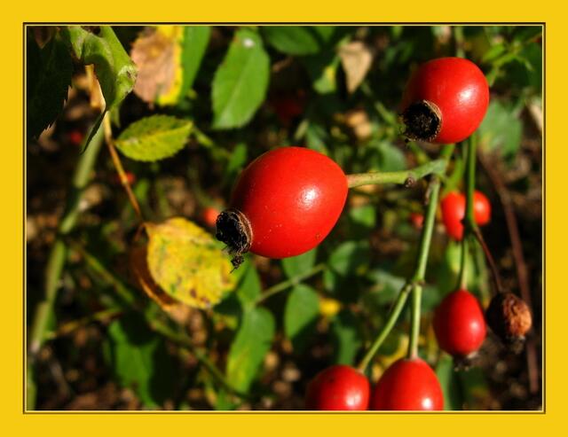 Strahlend bunte Früchte