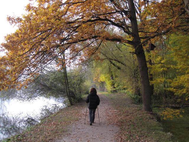 Herbstspaziergang an der Donau bei Lauingen
