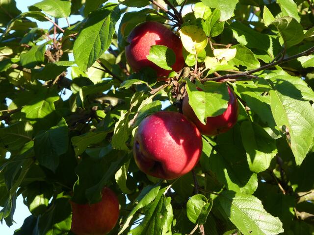 Äpfel in Nachbars Garten