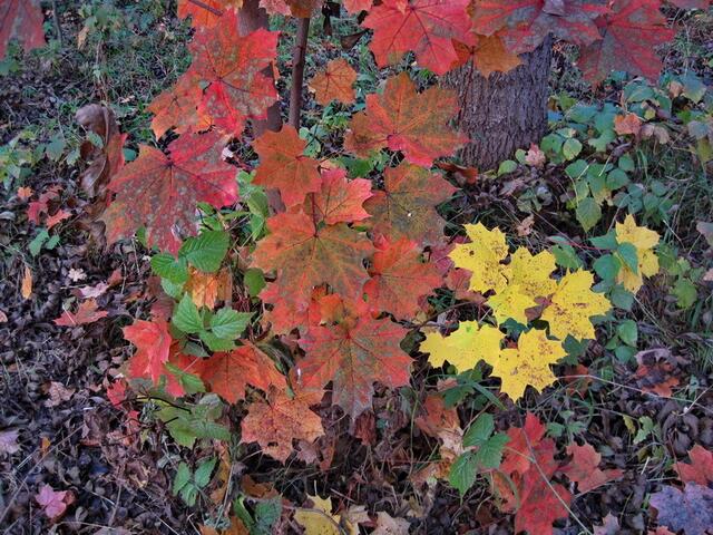 bunter Herbst
