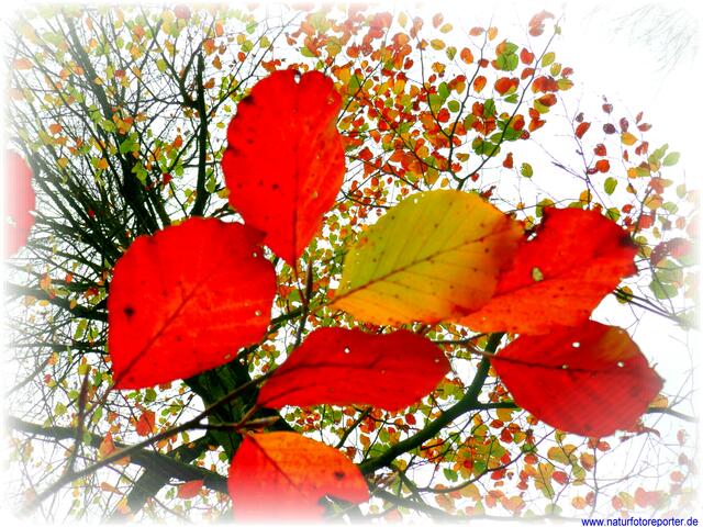 Herbst in all seinen Farben.
