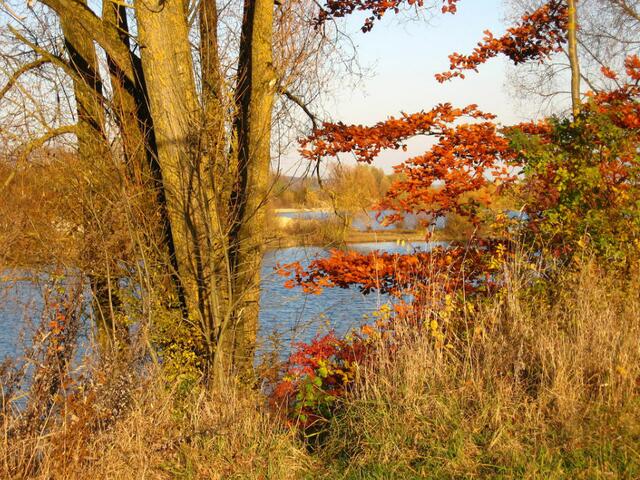 Herbststimmung am Schabringer Baggersee