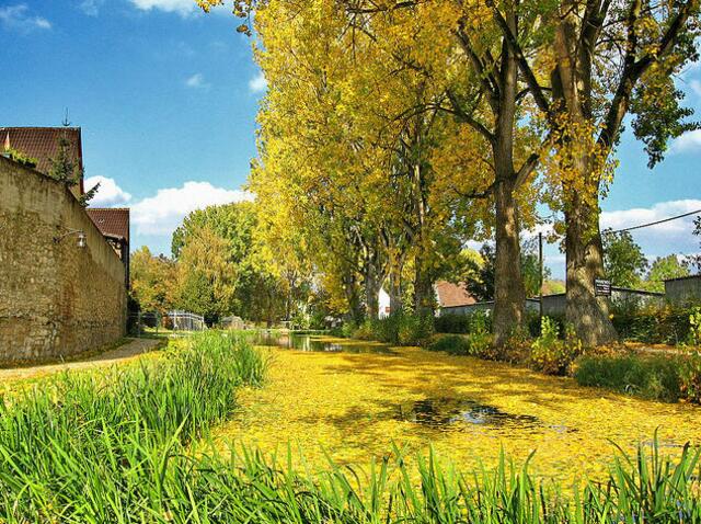 An der Stadtmauer in Lauingen färben die im Herbst gefallenen Blätter der Baumreihe den Teich golden.