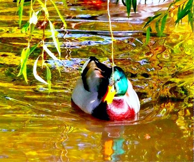 Die Ente im goldenen Bach.