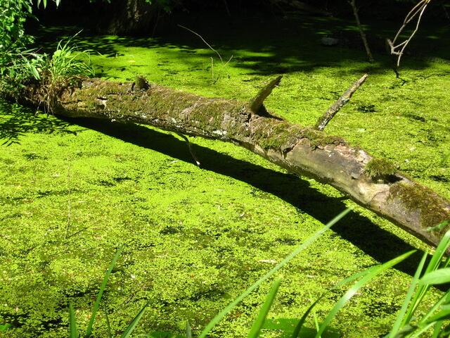 Weiher an der Donau - nicht bunt, aber dick mit Wasserlinsen bedeckt