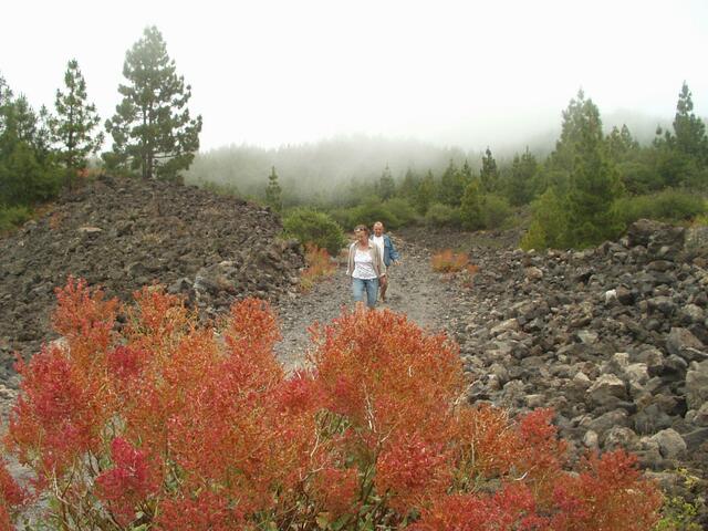 2000 m ü.M. - Herbst auf Teneriffa