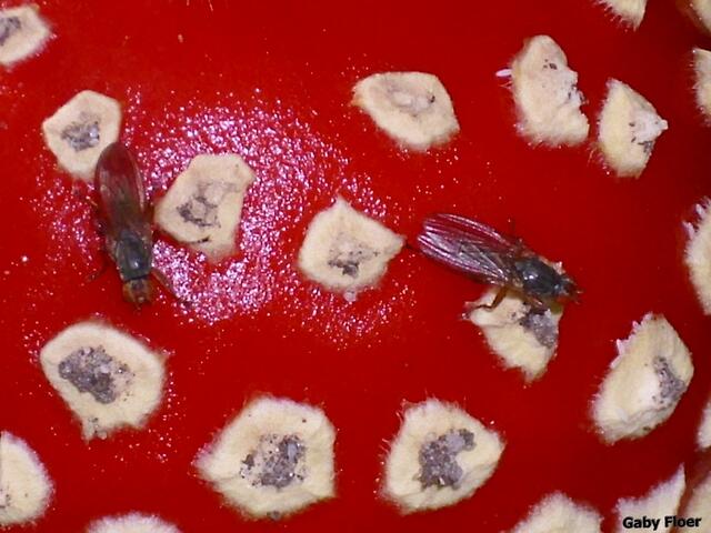 Fliegenpilz-mit Fliegen !