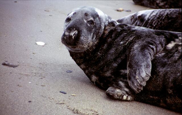 Drollig, der Seehund