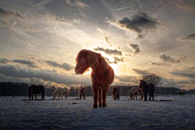meine kleine Herde Islandpferde | Foto: Carsten Wäßerling
