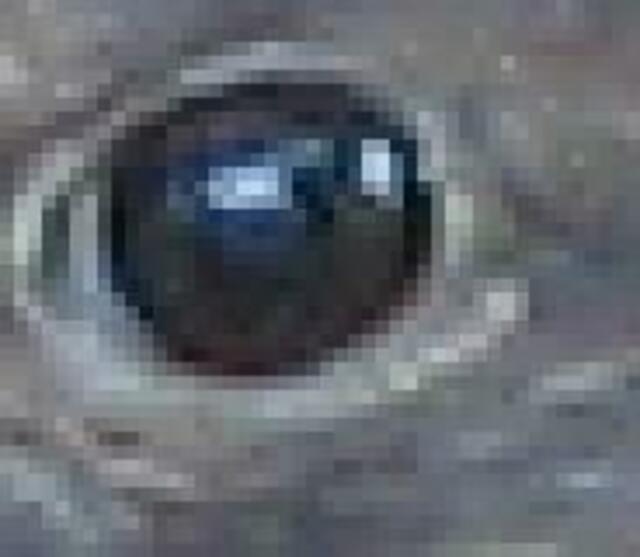 Refektion im Auge der Amsel
