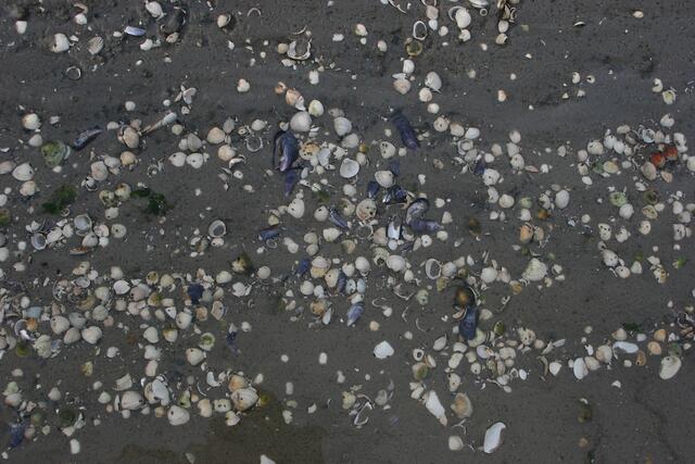Sammelobjekte: Muscheln im Watt