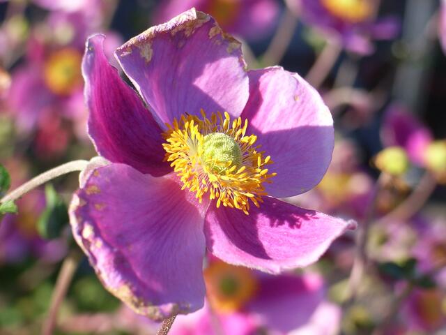 Herbst-Blüte