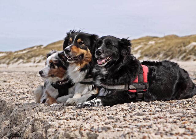 meine Hunde | Foto: Carsten Wäßerling