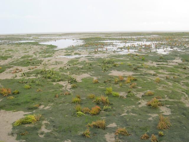 Die Wattflora vor Spiekeroog