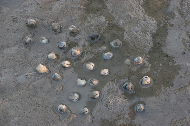 Neben den Herzmuscheln sieht man sehr gut die Kothäufchen des Wattwurms