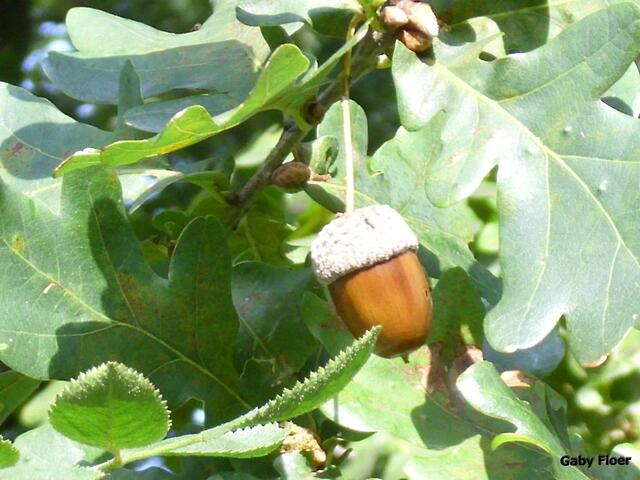 Noch am Baum