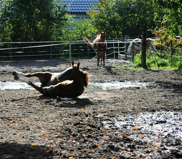 Bild Nr. 2