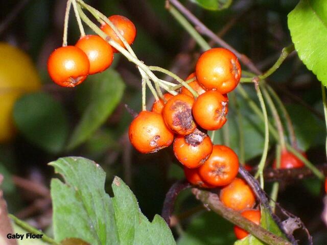 Beeren