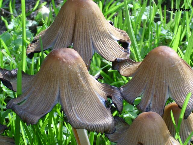 Beschirmte Pilze