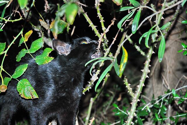 Der kleine schwarze "Stubentiger" Nero - zumindest seine Zähne sind scharf ...