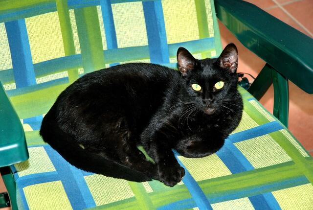 Der kleine schwarze Kater gehört zu den Nachbarn, aber wir haben gefragt, ob er uns "besuchen" darf ...