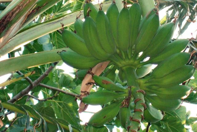 Auf die Bananen müssen wir leider noch warten ...