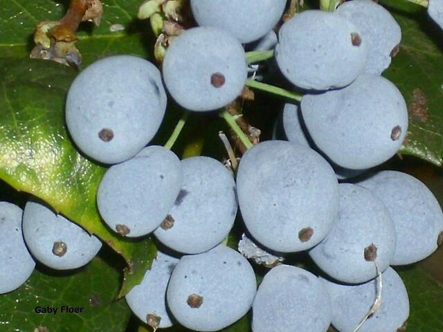 Wilde Beeren
