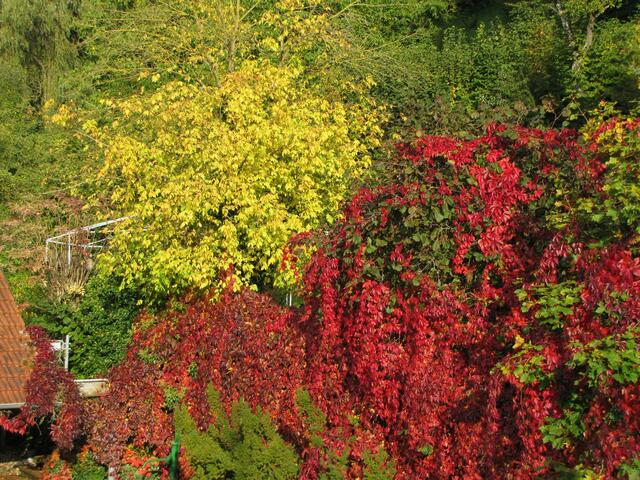 herbst - rot