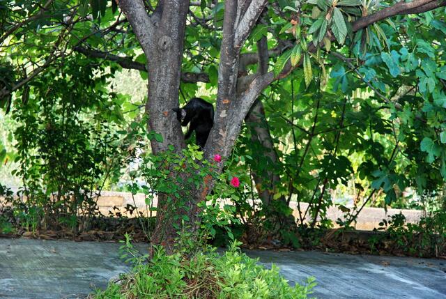 Nero fühlt sich wohl in unserem Garten vor dem Haus ...