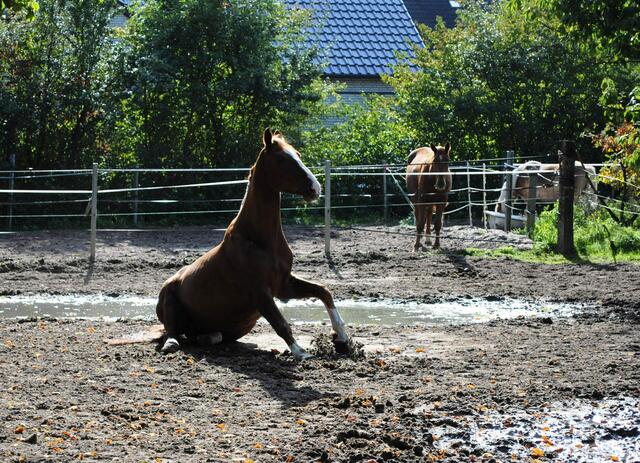 Bild Nr. 4