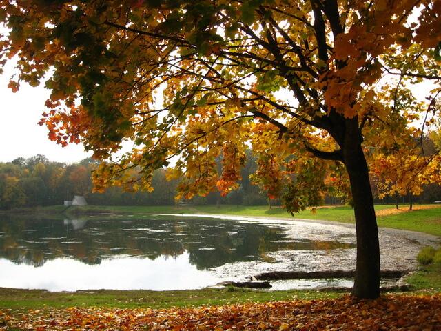Herbst am Auwaldsee: Bunte Blätter fallen, bevor wieder graue Nebel wallen
