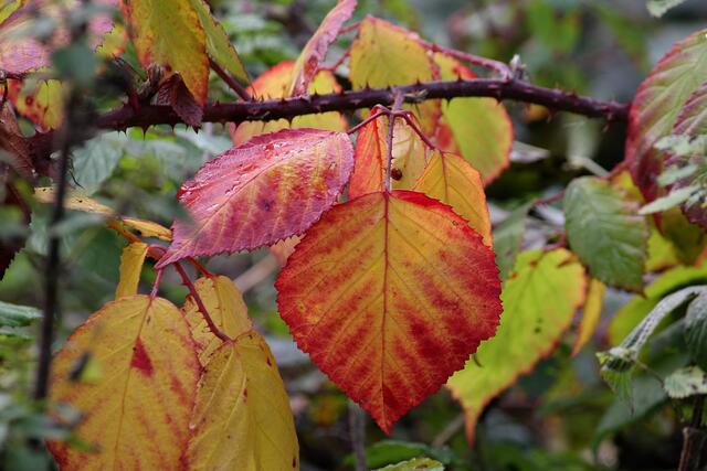 Der Herbst in seinen schönsten Farben !