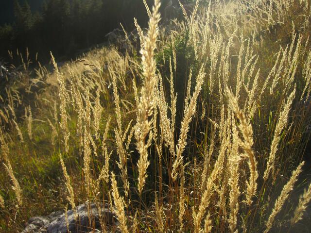 Glühender Herbst
