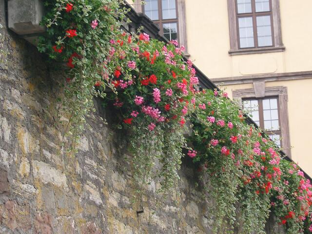 Blumen in Fulda