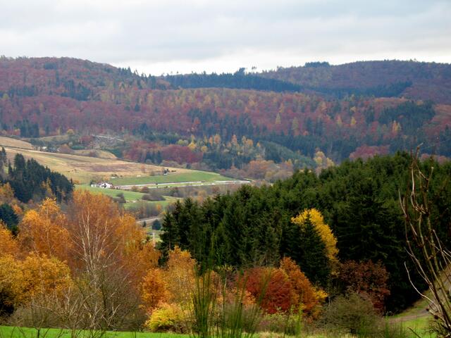 Goldener Herbstwald