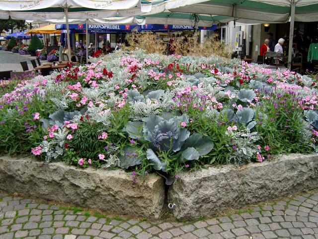 Kohlbeet mitten in der Stadt
