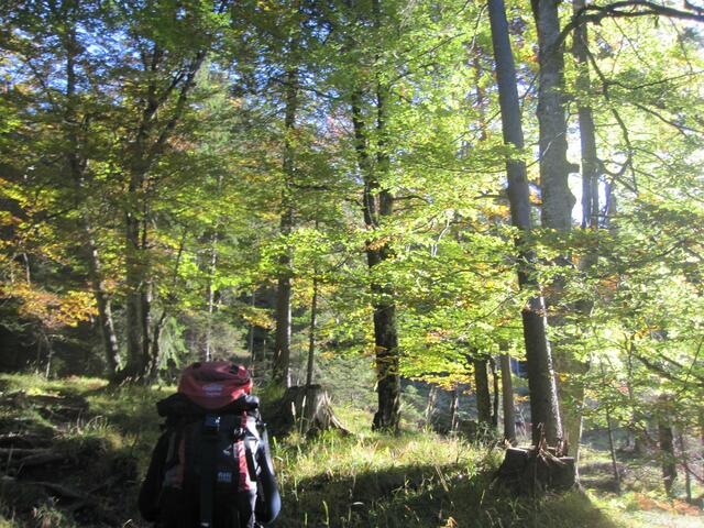 Wandern im Herbstwald am Guffert