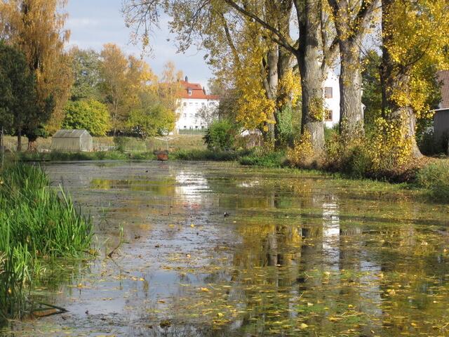 Lauingen: Fischteich an der Stadtmauer im Herbstgewand