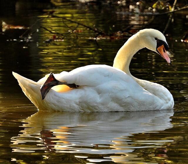 Auf dem "Schwanensee"