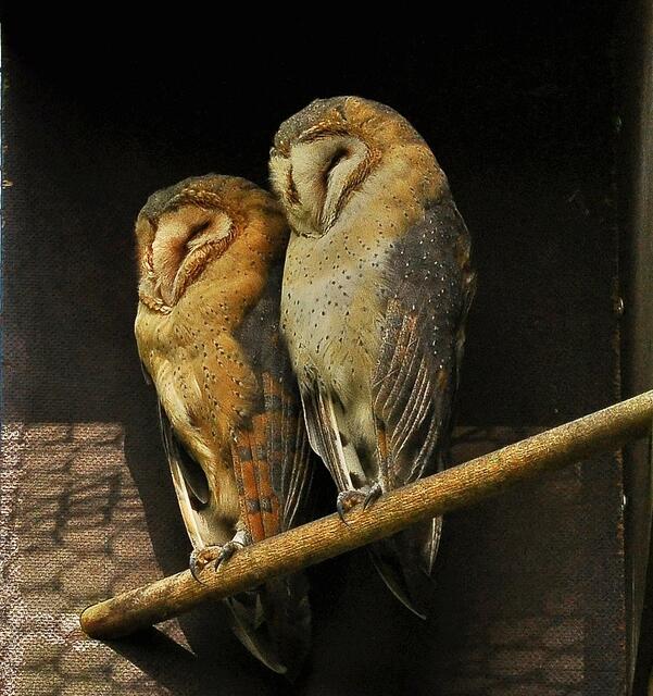 Ehepaar Schleiereule