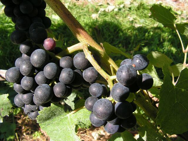 Der Wein wird gut...