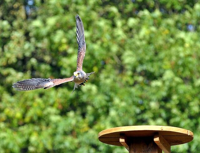 Eleganter Kurvenflug