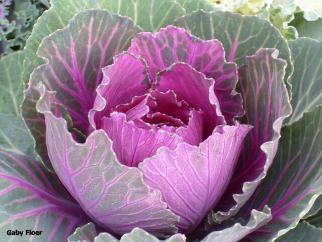 Schöner KOHL