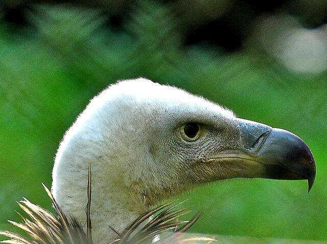 Wo bleibt das Futter ?