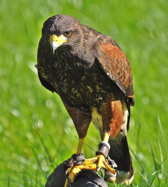 Amerikanischer Bussard