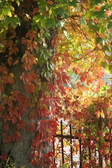 HERBSTZAUBER     ... aus grün wird gelb, orange und rot!