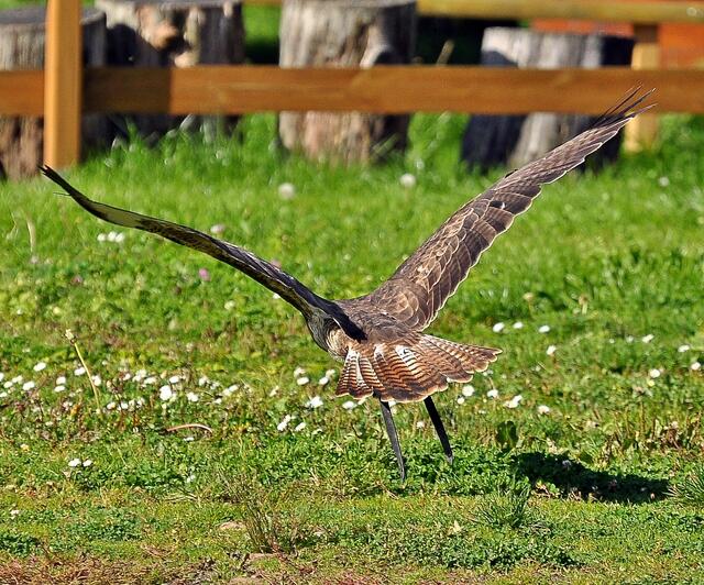Schöne Schwanzfedern