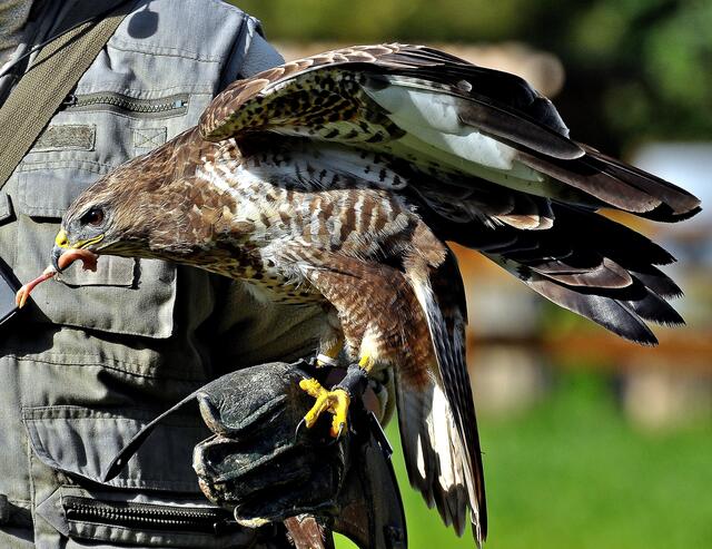 Für ein Hühnerbein tut er alles.